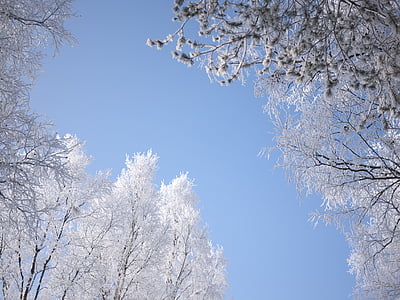 white-leafed trees during daytime thumbnail