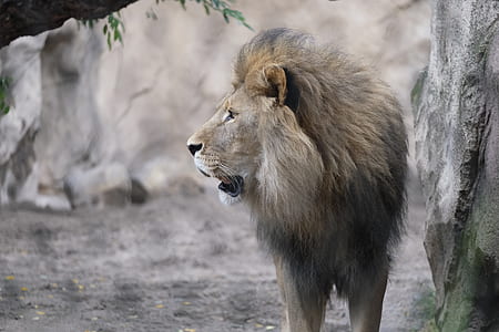 beige lion near gray wall thumbnail
