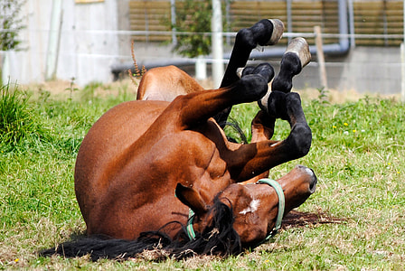brown horse lying on the grass thumbnail