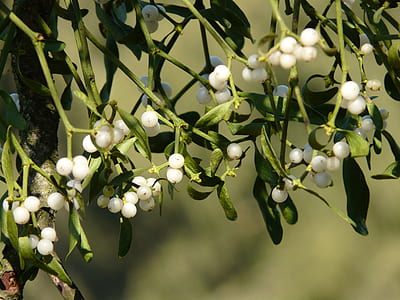 selective focus photography of white berries thumbnail