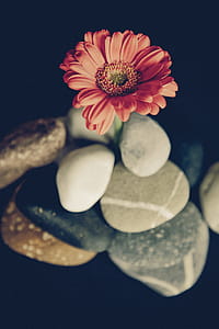 Pink Petaled Flower in Macro Photography thumbnail