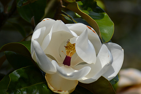 Magnolia Grandiflora, Southern Magnolia thumbnail