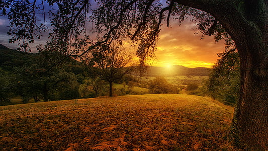 black and green trees near mountain at golden hour thumbnail