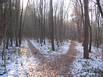 portrait photography of forest during daytime thumbnail