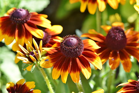 yellow Lazy Susan flowers thumbnail