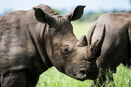 Gray Rhino in Macro Photography thumbnail