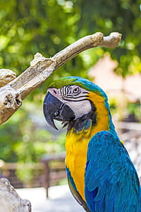 Blue-and-Yellow macaw beside tree thumbnail