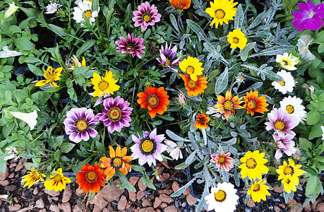 assorted-color Gerbera flowers thumbnail