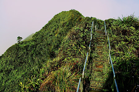 blue ladder surrounded by plants thumbnail