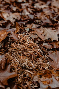 Autumn walk to the forest in foggy weather thumbnail