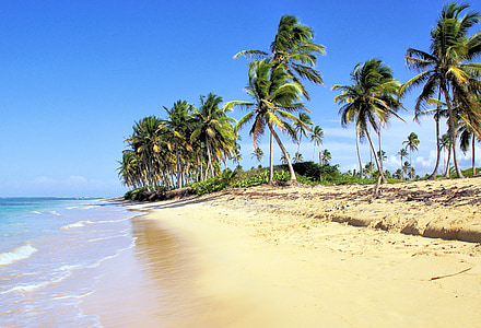 seashore with palm trees under blue skies thumbnail