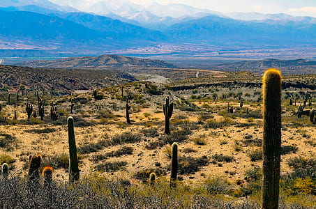 Green Cactus Plants thumbnail