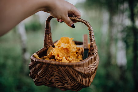 Picking mushrooms chantarelle in the woods thumbnail