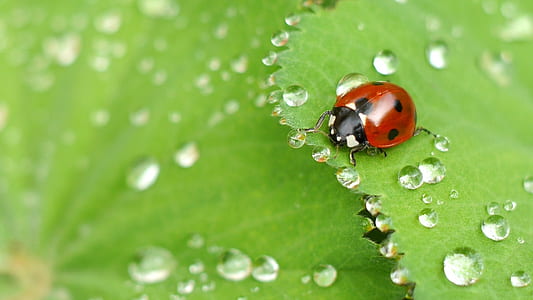 ladybug on green leaf with dew drops in macro photography thumbnail