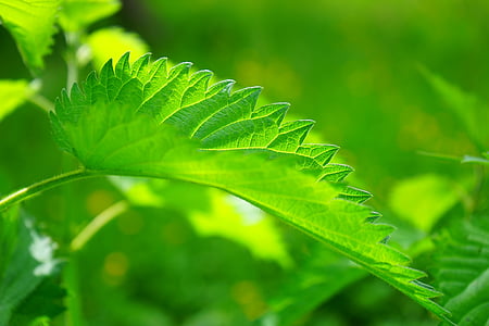 focus photo of green leaf thumbnail