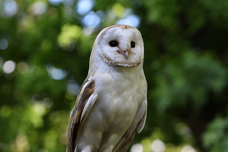 selective-focus photography of white owl thumbnail