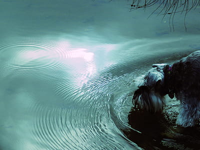 long-coated white puppy on calm body of water thumbnail