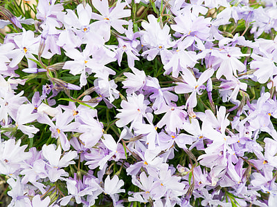 purple flowers thumbnail