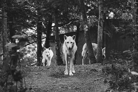 grayscale photography of wolves standing in woods thumbnail