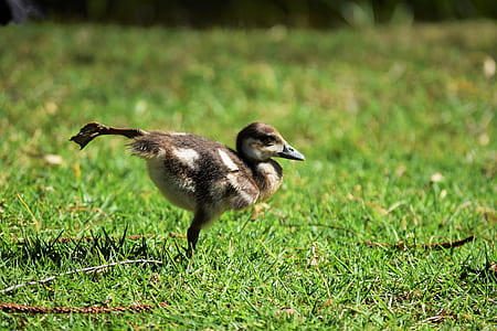 brown duckling walking in green grass thumbnail