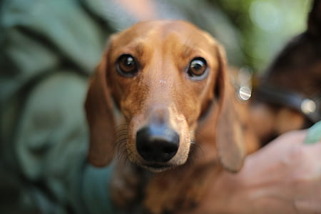close-up photo of tan dachshund thumbnail