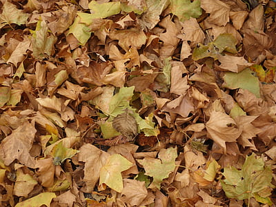 brown and green leaves thumbnail