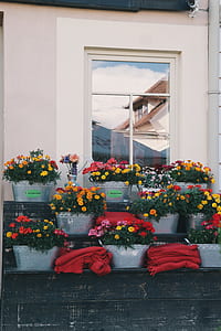 flowers, garden, house, glass thumbnail