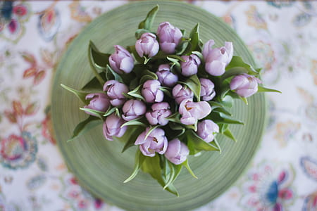 photo of purple tulip thumbnail