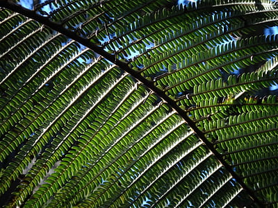 green fern plants thumbnail