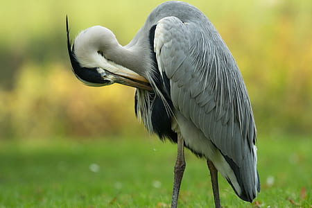 selective focus photography of gray long-beaked bird thumbnail