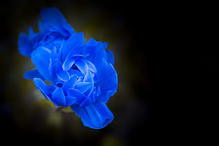 blue petaled flowers in bloom close up photo thumbnail