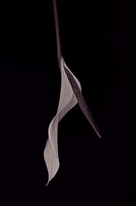 close-up photo white petaled flower thumbnail