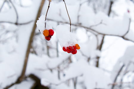 Bokeh Shot of Red Fruit With Snow thumbnail