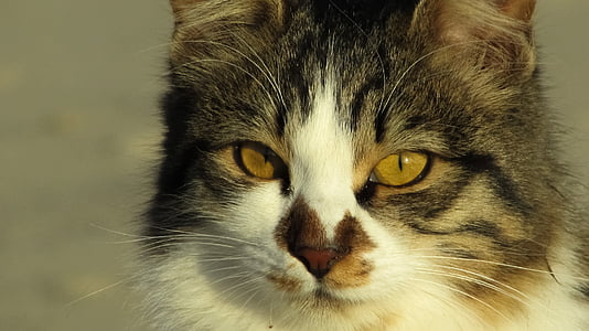 tricolor cat close-up photography thumbnail