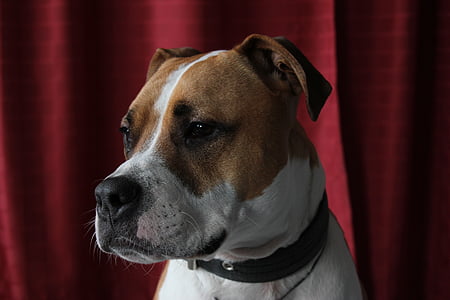 closeup photo of white and tan American pit bull terrier wearing black collar near red curtain thumbnail