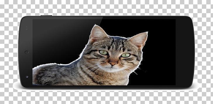 Tabby Cat American Shorthair Bengal Cat Kitten Domestic Short