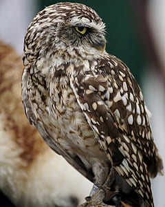 brown and white owl thumbnail