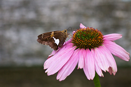 Butterflies thumbnail