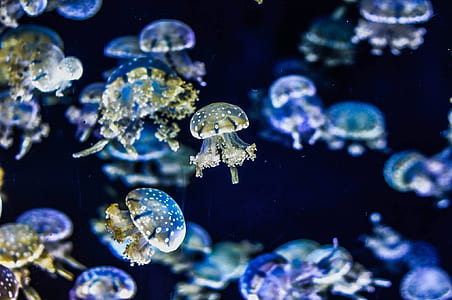 selective focus photograph of jelly fish thumbnail