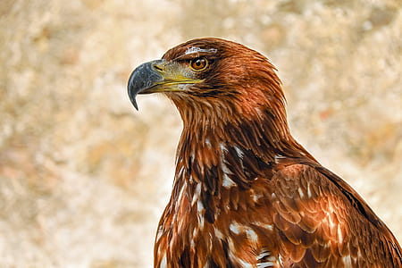 brown bird in selective focus photography at daytime thumbnail