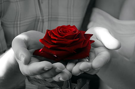 selective color photography of red rose on person's hand thumbnail