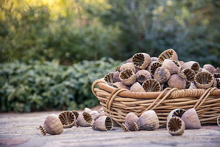 wicker basketful of fruit shells thumbnail