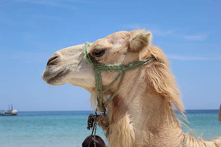 sea, nature, beach, water thumbnail