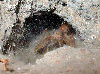 Blind Furry Lobster - Palinurellus gundlachi thumbnail