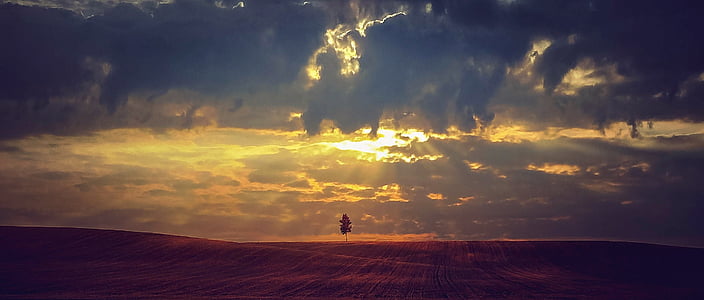 lone tree during golden hour thumbnail