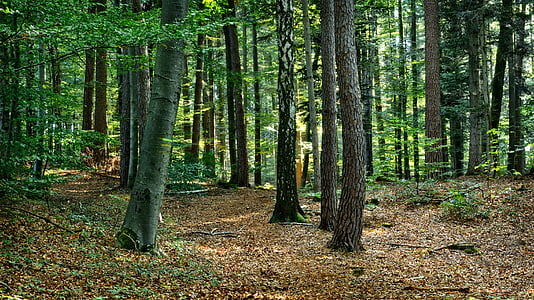forest during daytime thumbnail