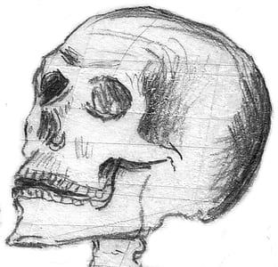 skull sketch thumbnail