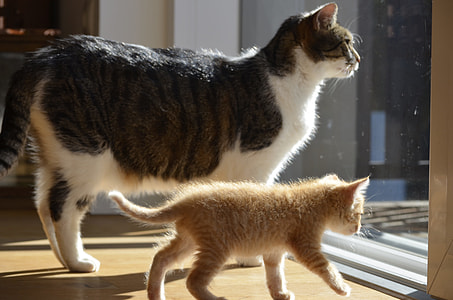 black and white tabby cat beside orange kitten inside room thumbnail