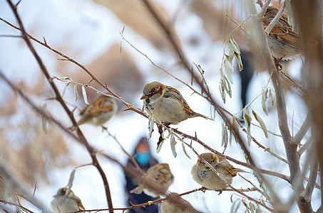 sparrow bird on tree branch thumbnail