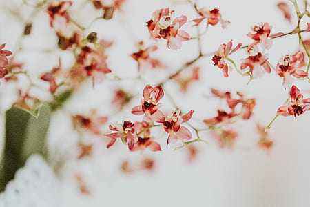 selective focus photography of pink petaled flowers thumbnail